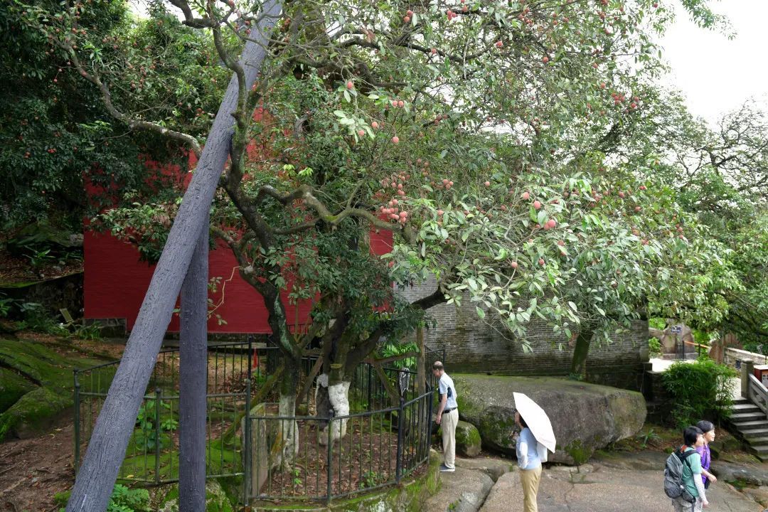 广州一最古老荔枝树时隔4年结果,据估测迄今有1024岁 广州一最古老荔枝树时隔4年结果,据估测迄今有1024岁