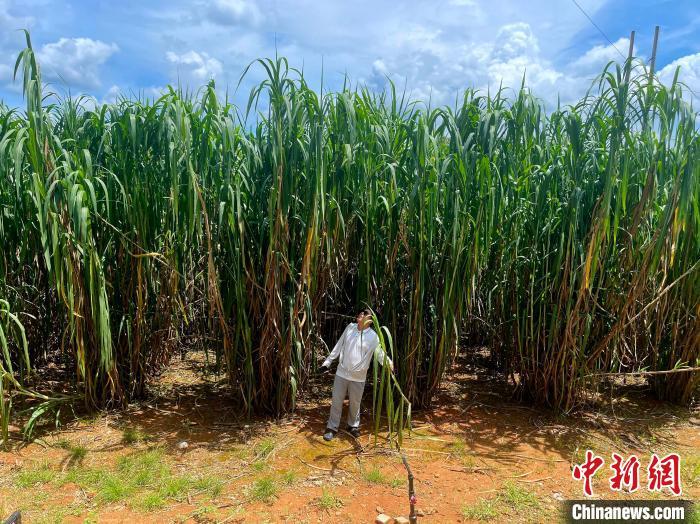 中国热带牧草“草根”逆袭：科技“种”出南方养畜新未来