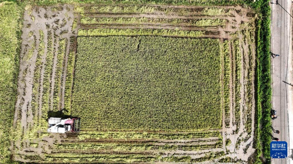 广西钦州:早稻收获忙 广西钦州:早稻收获忙