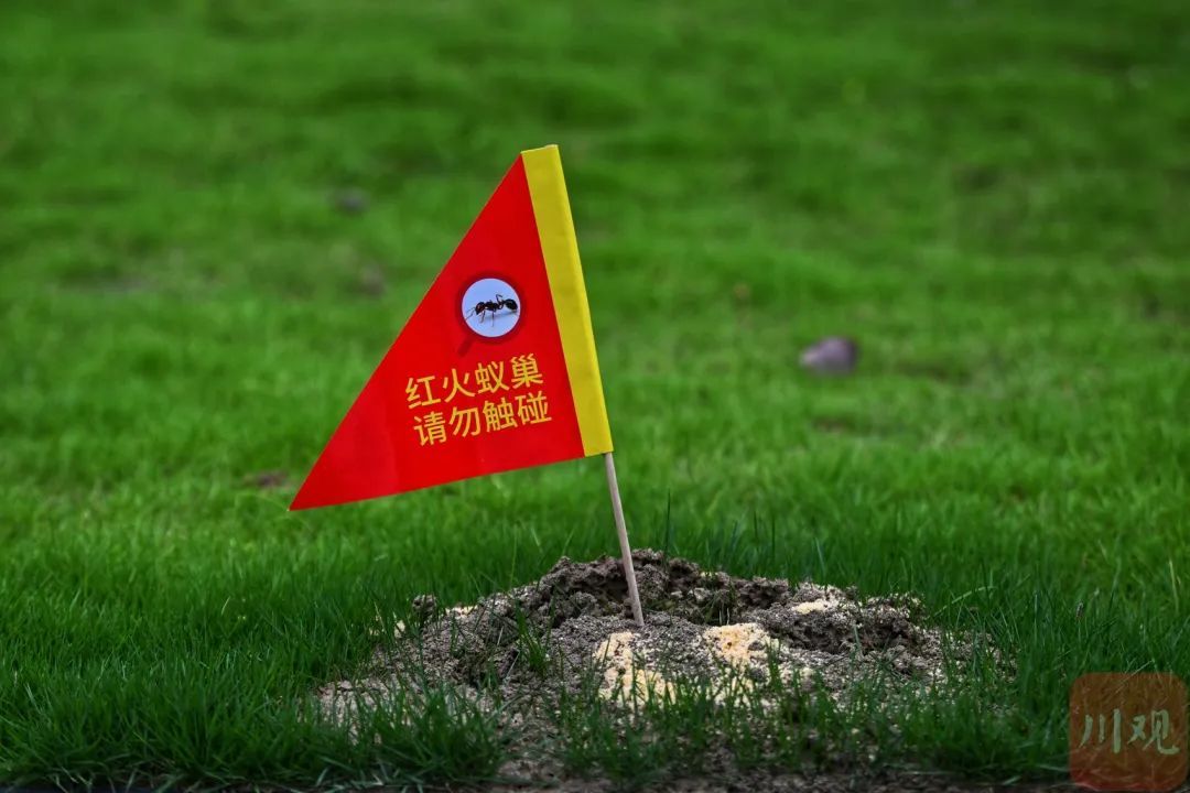 有毒,这种小土包千万别踩!多地已出现 有毒,这种小土包千万别踩!多地已出现