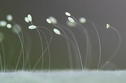 能造“空中别墅”,还能孵出蚜虫终结者!这种仙女虫虫你得认识下! 能造“空中别墅”,还能孵出蚜虫终结者!这种仙女虫虫你得认识下!