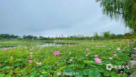 北京雨润荷花花更娇 并蒂莲c位抢镜