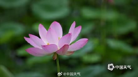 北京雨润荷花花更娇 并蒂莲c位抢镜
