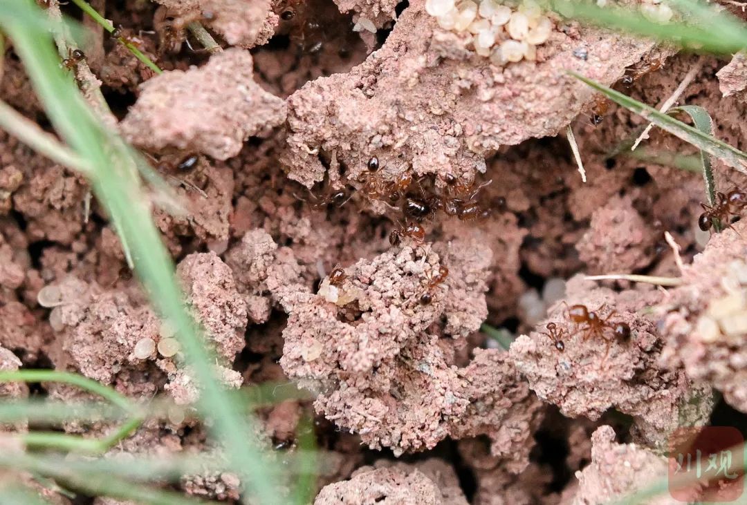 有毒,这种小土包千万别踩!多地已出现 有毒,这种小土包千万别踩!多地已出现