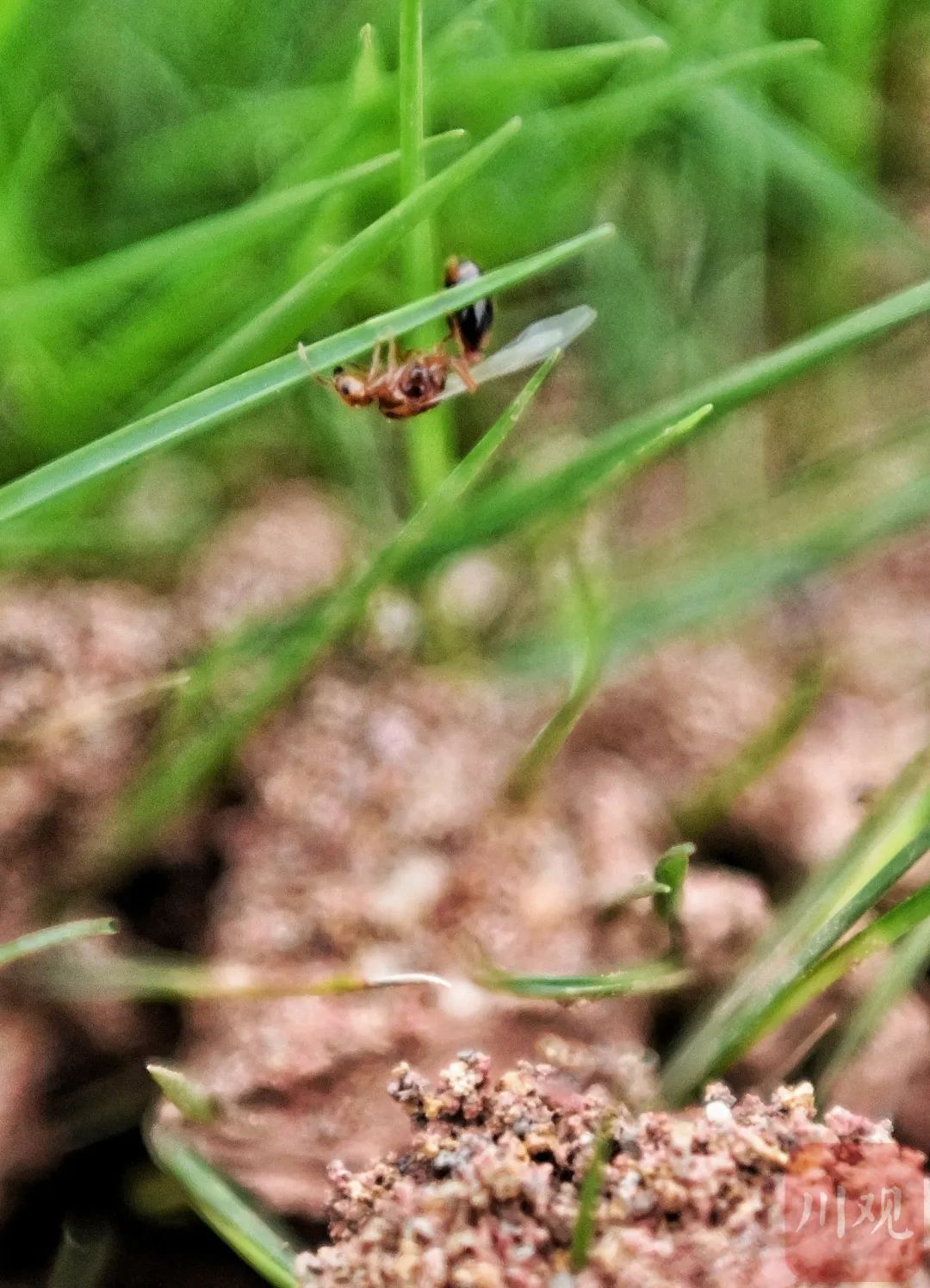 有毒,这种小土包千万别踩!多地已出现 有毒,这种小土包千万别踩!多地已出现