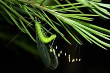 能造“空中别墅”,还能孵出蚜虫终结者!这种仙女虫虫你得认识下! 能造“空中别墅”,还能孵出蚜虫终结者!这种仙女虫虫你得认识下!