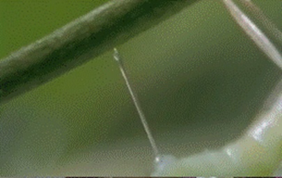 能造“空中别墅”,还能孵出蚜虫终结者!这种仙女虫虫你得认识下! 能造“空中别墅”,还能孵出蚜虫终结者!这种仙女虫虫你得认识下!