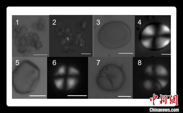 东周时期贵族饮食考古发现:女性食源多样肉食明显低于男性 东周时期贵族饮食考古发现:女性食源多样肉食明显低于男性