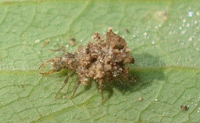 能造“空中别墅”,还能孵出蚜虫终结者!这种仙女虫虫你得认识下! 能造“空中别墅”,还能孵出蚜虫终结者!这种仙女虫虫你得认识下!