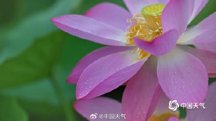 北京雨润荷花花更娇 并蒂莲c位抢镜