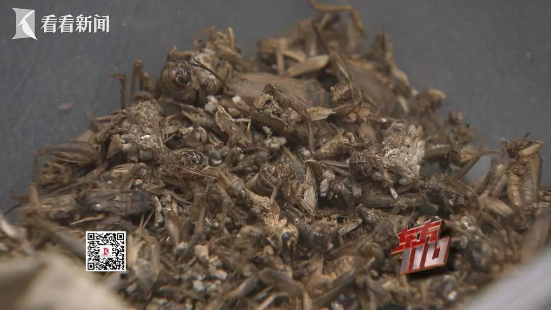 手段太恶劣!00后女子被刑拘,竟还大哭怼民警:为什么揪着我不放? 手段太恶劣!00后女子被刑拘,竟还大哭怼民警:为什么揪着我不放?