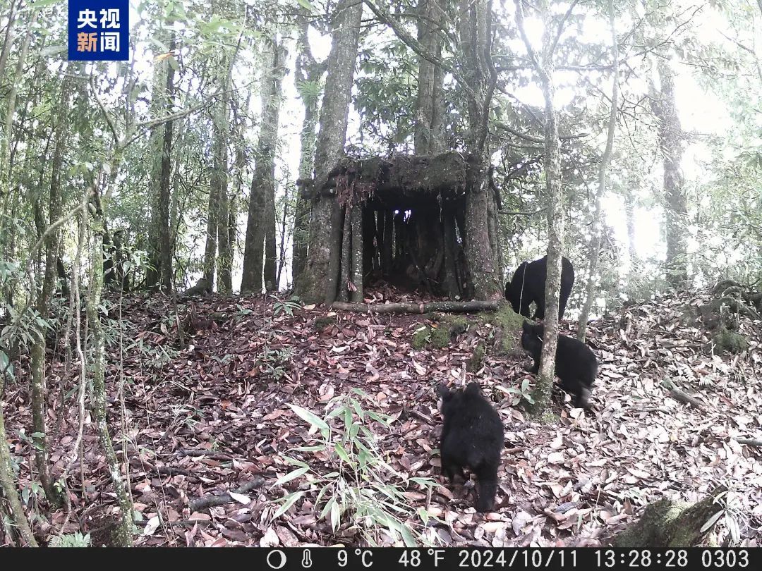 主动入住!红外相机见证野生大熊猫“认可”人工新家 主动入住!红外相机见证野生大熊猫“认可”人工新家