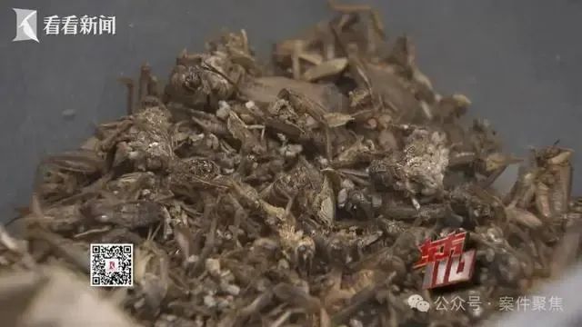 00后女子上海旅游两个月花费0元,衣食住行赖账全靠“薅羊毛”,上海警方:已抓获! 00后女子上海旅游两个月花费0元,衣食住行赖账全靠“薅羊毛”,上海警方:已抓获!