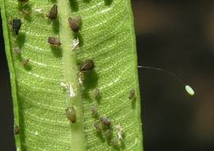 能造“空中别墅”,还能孵出蚜虫终结者!这种仙女虫虫你得认识下! 能造“空中别墅”,还能孵出蚜虫终结者!这种仙女虫虫你得认识下!