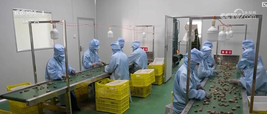 感知中国活力丨多元特色产业绘就乡村振兴新画卷 感知中国活力丨多元特色产业绘就乡村振兴新画卷