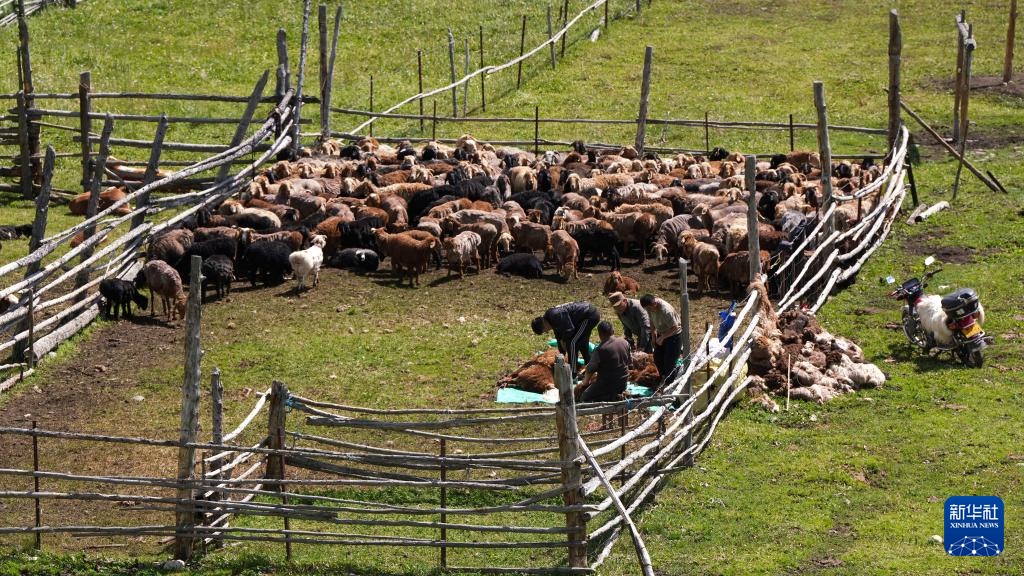 大道通进夏牧场 大道通进夏牧场