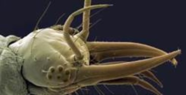 能造“空中别墅”,还能孵出蚜虫终结者!这种仙女虫虫你得认识下! 能造“空中别墅”,还能孵出蚜虫终结者!这种仙女虫虫你得认识下!