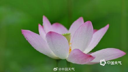 北京雨润荷花花更娇 并蒂莲c位抢镜