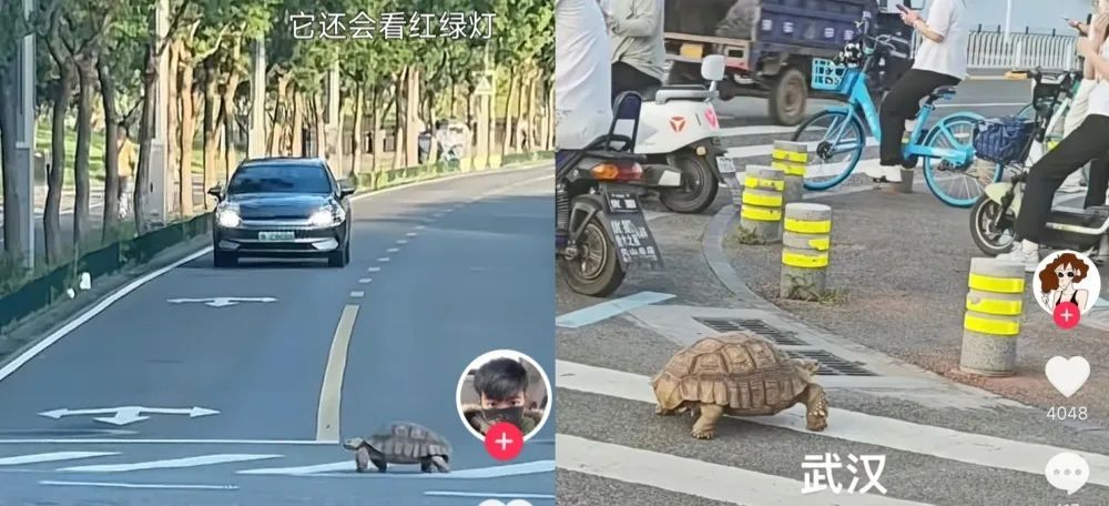 陆龟在武汉过斑马线?九峰动物园:非园区出逃动物 陆龟在武汉过斑马线?九峰动物园:非园区出逃动物