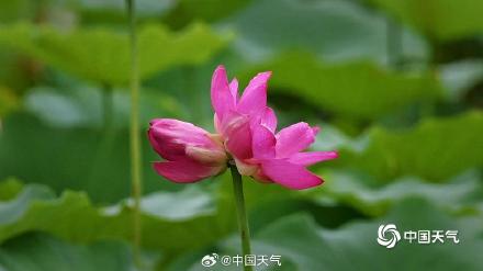 北京雨润荷花花更娇 并蒂莲c位抢镜