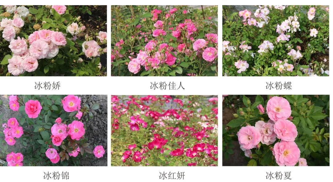东北农大成功选育耐寒现代月季“冰粉”系列6个新品种 东北农大成功选育耐寒现代月季“冰粉”系列6个新品种