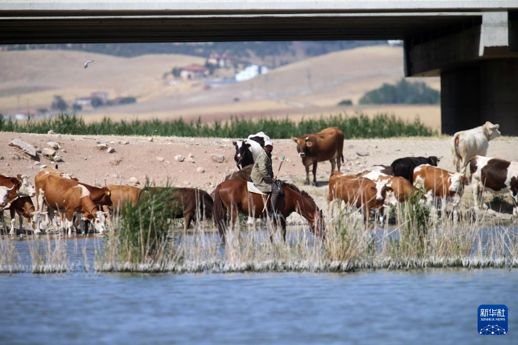 土耳其暂时关闭牲畜市场以防控口蹄疫 土耳其暂时关闭牲畜市场以防控口蹄疫