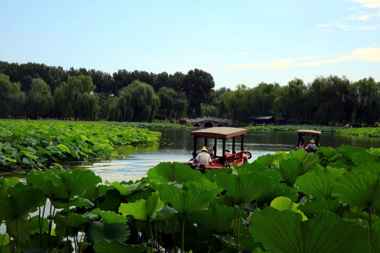 盛夏荷韵水陆同赏 北京圆明园千亩荷花次第绽放 盛夏荷韵水陆同赏 北京圆明园千亩荷花次第绽放