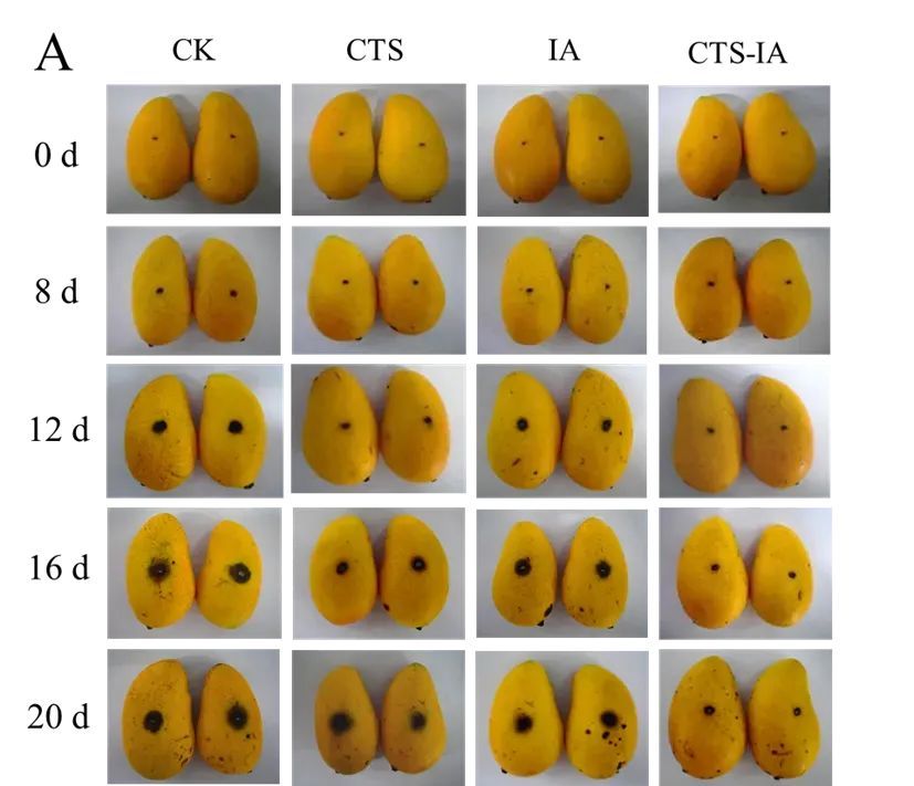 夏天怕水果放坏？科学家的新发现让保鲜期延长