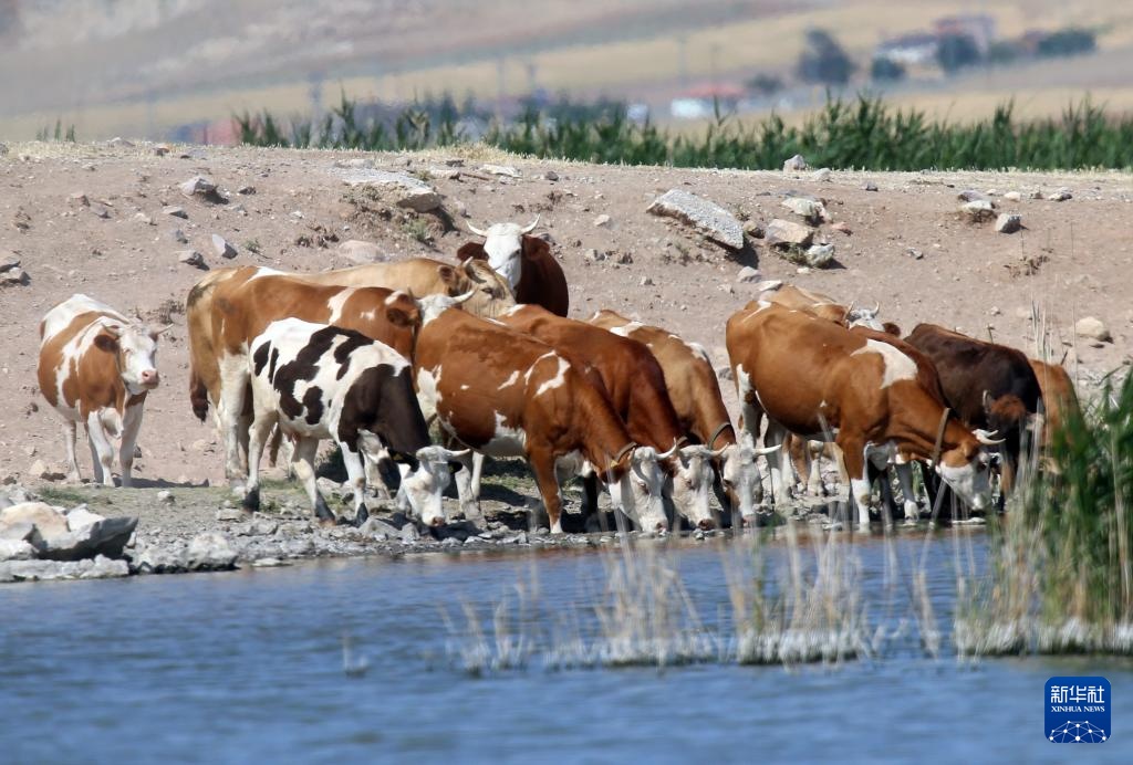 土耳其暂时关闭牲畜市场以防控口蹄疫 土耳其暂时关闭牲畜市场以防控口蹄疫