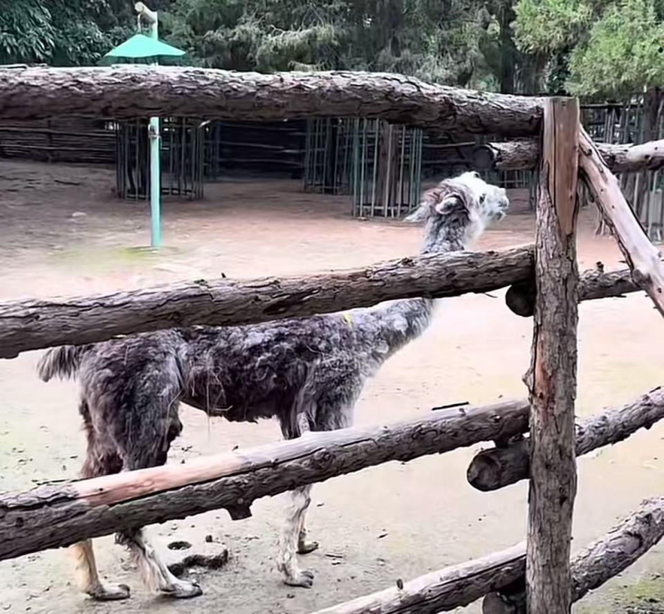 北京动物园有羊驼瘦骨嶙峋，疑似营养不良？园区：剃了毛显得瘦，发现异常会联系兽医