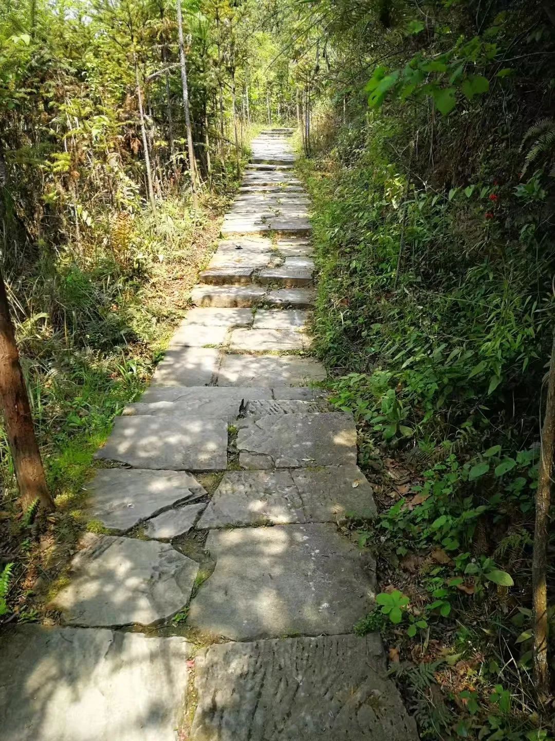 这条荔枝道，承载了多少送往长安的荔枝？