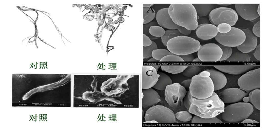 夏天怕水果放坏？科学家的新发现让保鲜期延长