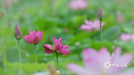 北京雨润荷花花更娇 并蒂莲c位抢镜