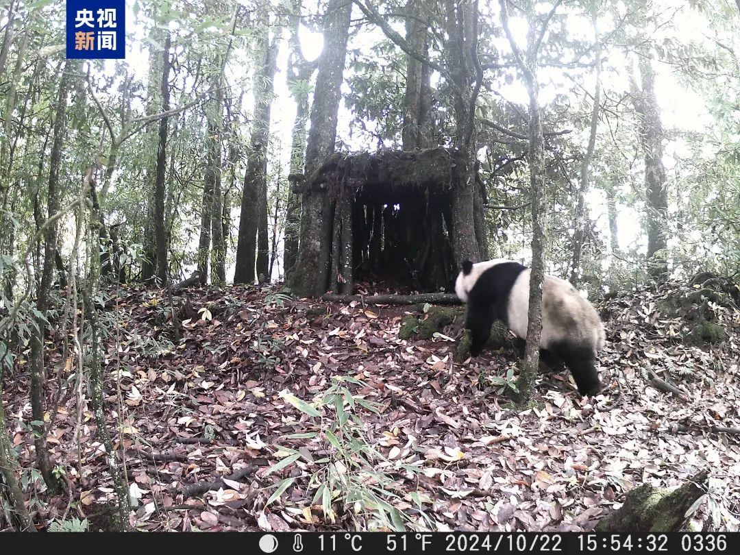 主动入住!红外相机见证野生大熊猫“认可”人工新家 主动入住!红外相机见证野生大熊猫“认可”人工新家
