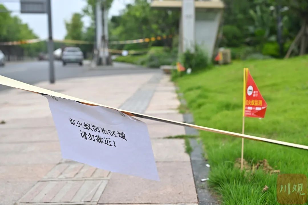 有毒,这种小土包千万别踩!多地已出现 有毒,这种小土包千万别踩!多地已出现