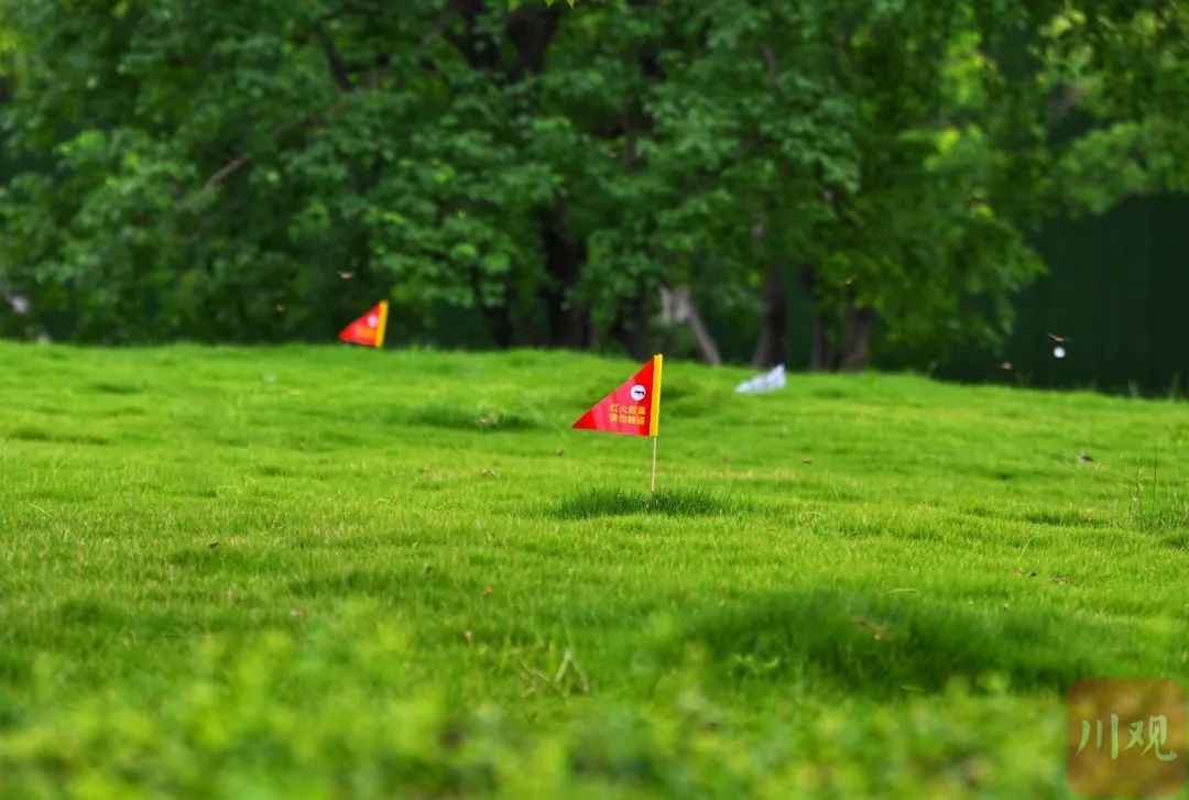 有毒,这种小土包千万别踩!多地已出现 有毒,这种小土包千万别踩!多地已出现