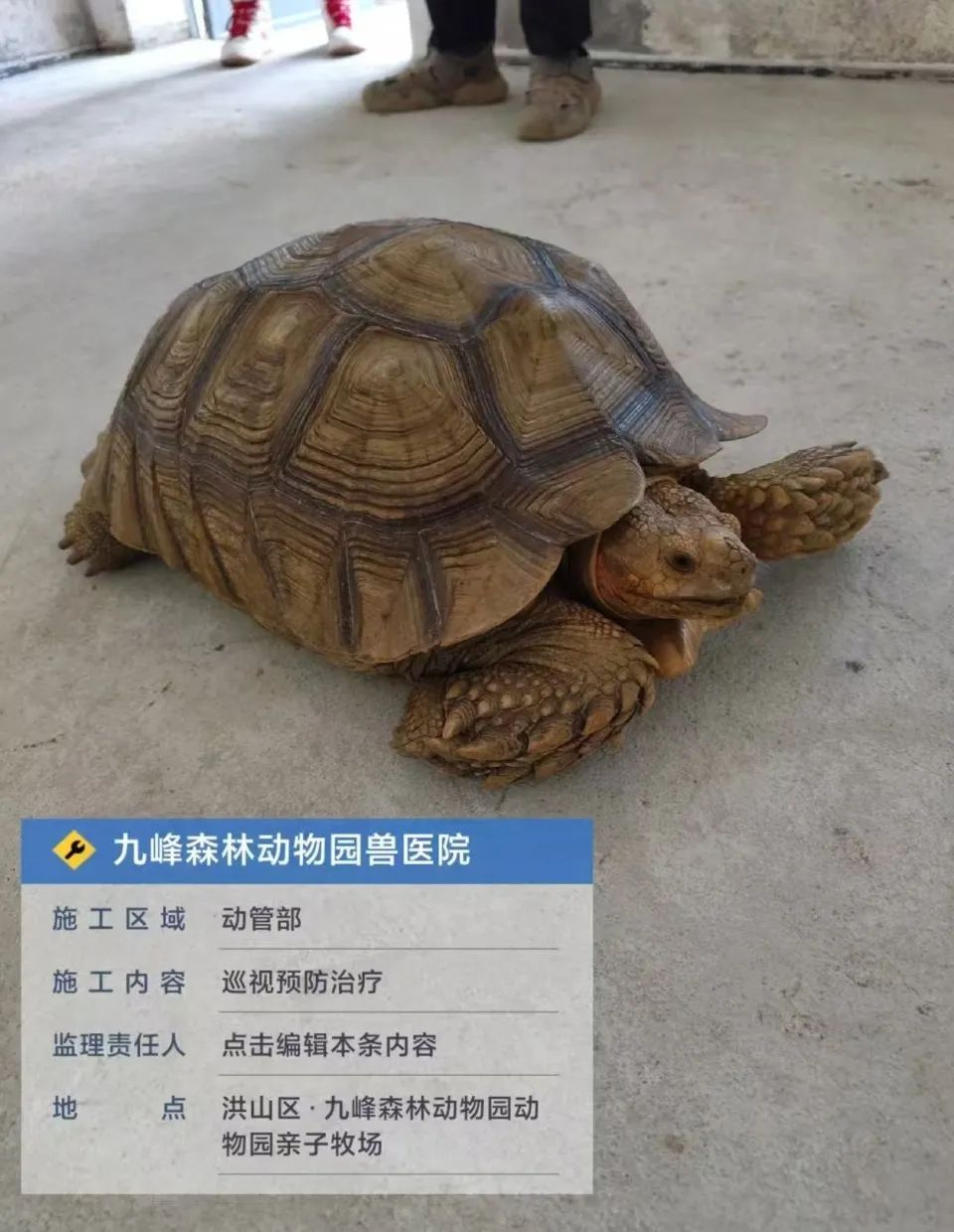 陆龟在武汉过斑马线?九峰动物园:非园区出逃动物 陆龟在武汉过斑马线?九峰动物园:非园区出逃动物