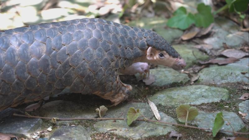 江西婺源:国家一级保护动物穿山甲被困电站蓄水池 多方合力营救 江西婺源:国家一级保护动物穿山甲被困电站蓄水池 多方合力营救
