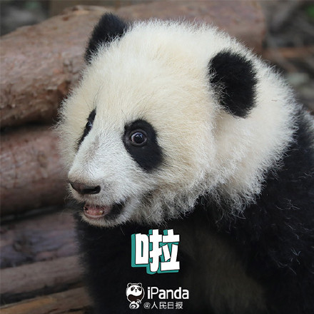 送祝福！花花和叶5岁生日快乐