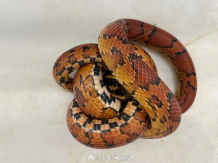 旅客携带玉米锦蛇被深圳海关查获