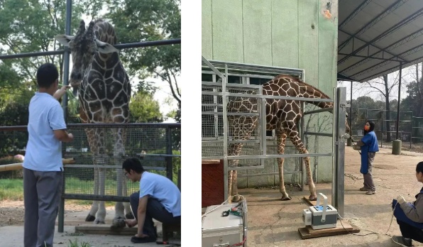 南京红山动物园长颈鹿“圣诞”去世