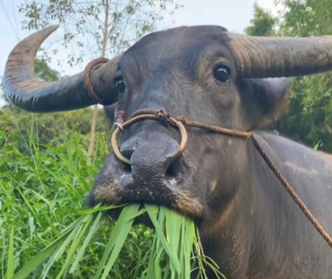 当心“被牛舔”,今天尽量少出门! 当心“被牛舔”,今天尽量少出门!