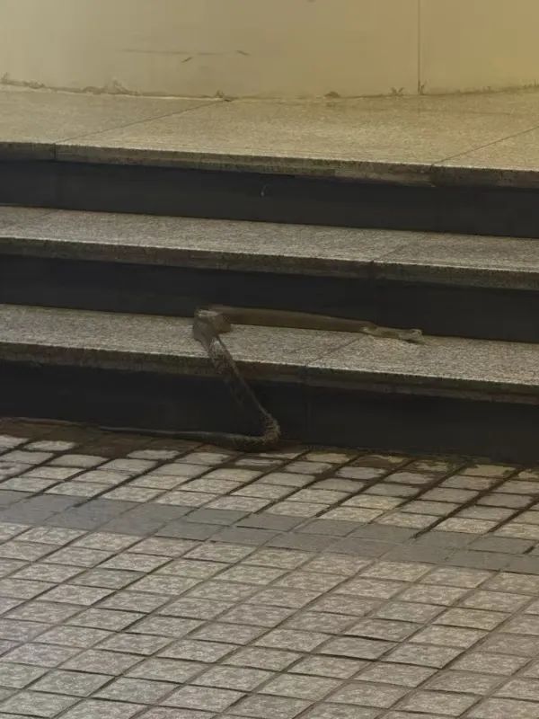 广州天河CBD有蛇出没,繁华闹市都有蛇?回应来了 广州天河CBD有蛇出没,繁华闹市都有蛇?回应来了