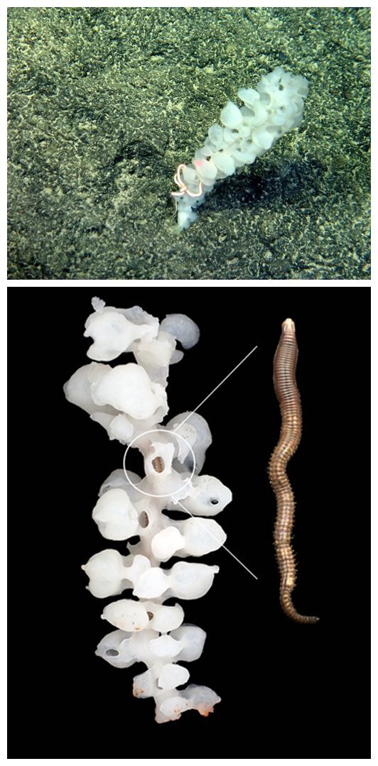 4个新属70多个新种!这些深海新物种被我国科学家发现了 4个新属70多个新种!这些深海新物种被我国科学家发现了