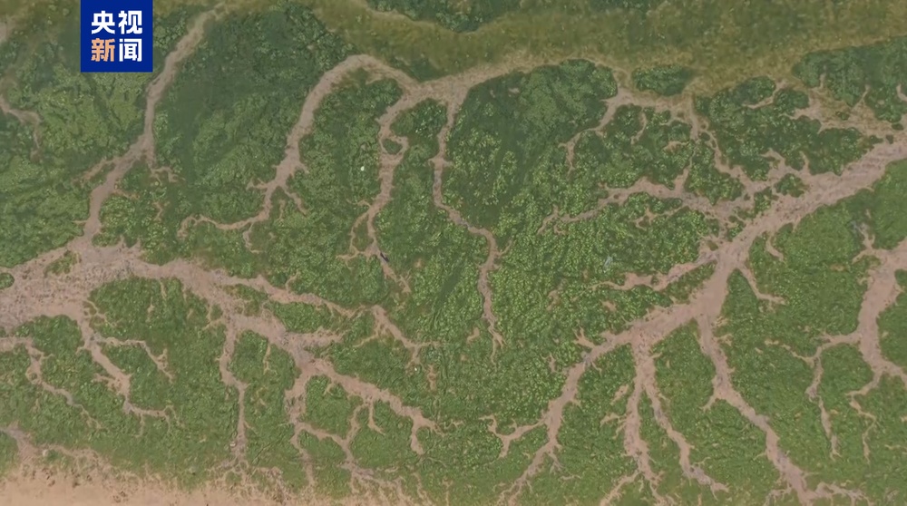 海面变“草原”?山东烟台部分海域爆发浒苔 专家详解成因 海面变“草原”?山东烟台部分海域爆发浒苔 专家详解成因