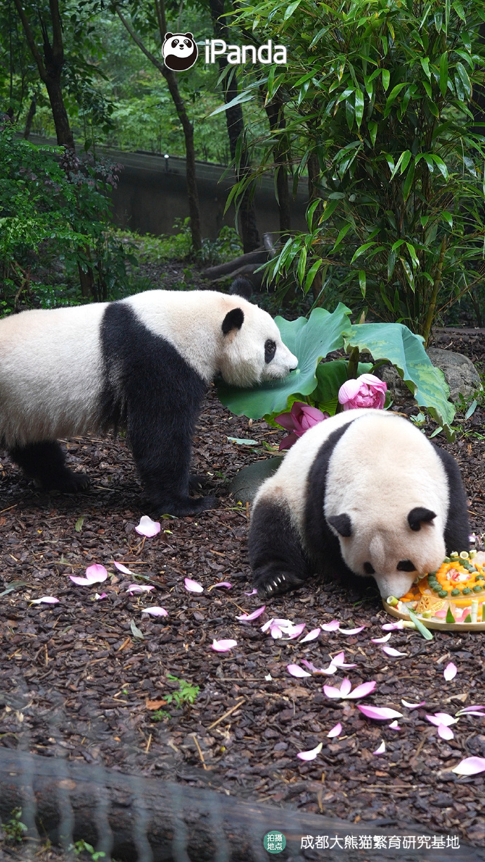 萌兰、花花、和叶,生日快乐!熊猫顶流邀请你一起庆生 萌兰、花花、和叶,生日快乐!熊猫顶流邀请你一起庆生
