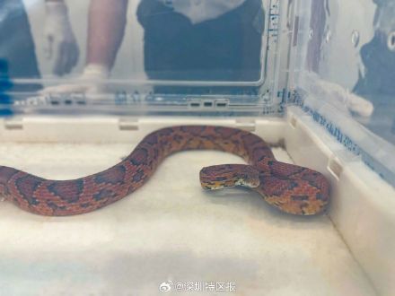 旅客携带玉米锦蛇被深圳海关查获