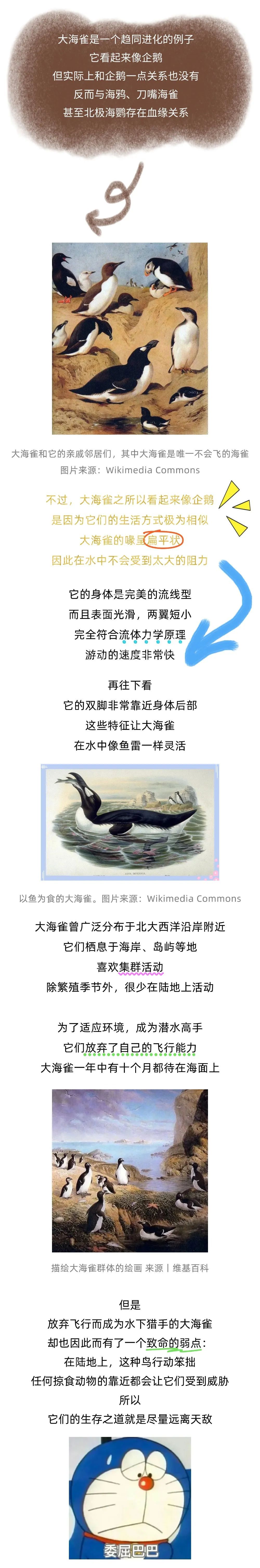 北极也曾有过企鹅？已经灭绝近两百年了！