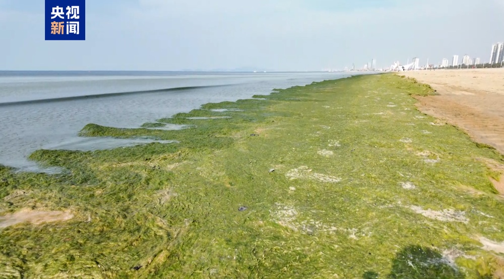 海面变“草原”?山东烟台部分海域爆发浒苔 专家详解成因 海面变“草原”?山东烟台部分海域爆发浒苔 专家详解成因