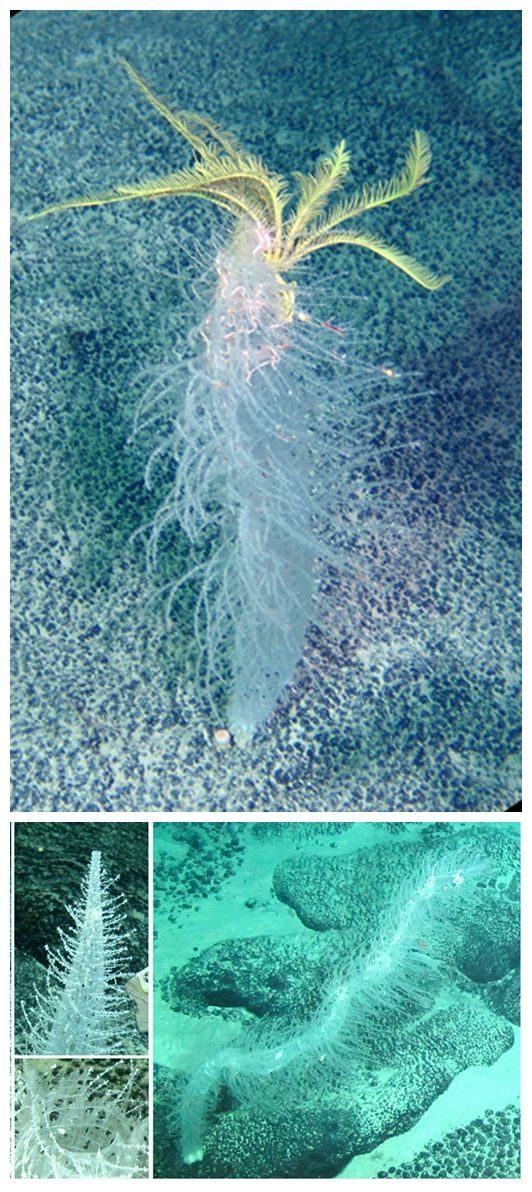 4个新属70多个新种!这些深海新物种被我国科学家发现了 4个新属70多个新种!这些深海新物种被我国科学家发现了